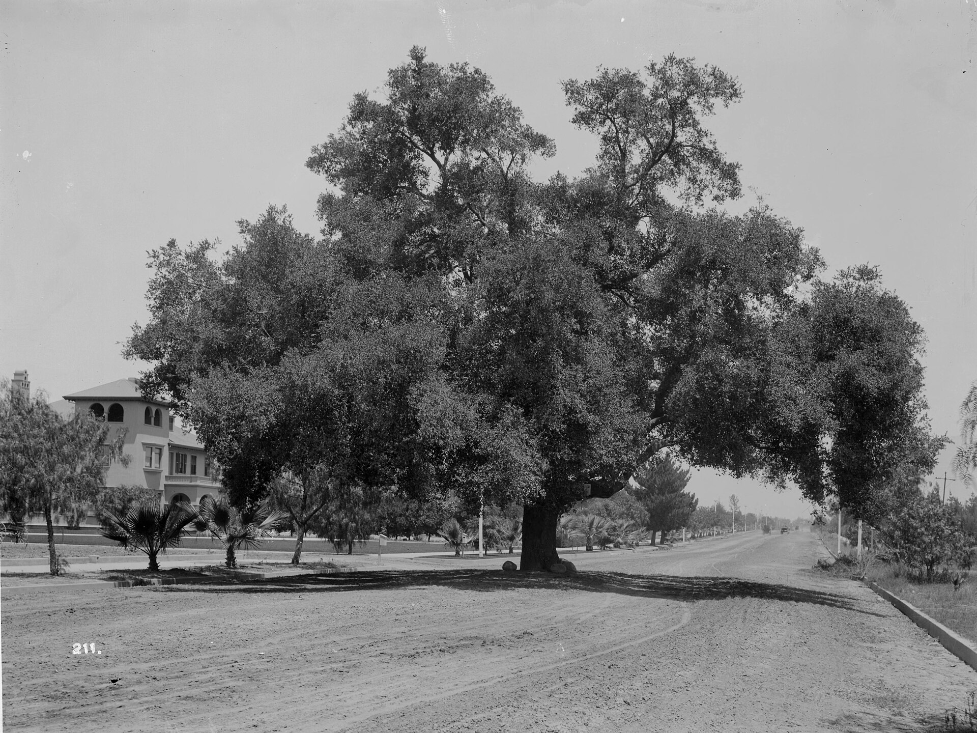 A huge live oak tree in the middle of Orange Grove Avenue (Marengo Avenue?), Pasadena, ca.1890-1907Photograph of a huge live oak tree in the middle of Orange Grove Avenue (Marengo Avenue?), Pasadena, ca.1890-1907. In the foreground at center, a wide dirt road can be seen extending into the extreme background. To the left of the road, a divider lined with small trees is visible separating the two sides of the street. At the center of the divider, a large oak tree can be seen. The branches of the oak tree extend far over the lanes of the both sides of the street. Along the base of the tree, two large rocks are visible. In the background at left, a large building is visible.Call number: CHS-211Filename: CHS-211Coverage date: circa 1890/1907Part of collection: California Historical Society Collection, 1860-1960Format: glass plate negativesType: imagesGeographic subject (city or populated place): Pasadena; PasadenaRepository name: USC Libraries Special CollectionsAccession number: 211Microfiche number: 1-37-5Archival file: chs_Volume52/CHS-211.tiffPart of subcollection: Title Insurance and Trust, and C.C. Pierce Photography Collection, 1860-1960Repository address: Doheny Memorial Library, Los Angeles, CA 90089-0189Geographic subject (country): USAFormat (aacr2): 2 photographs&nbsp;: glass photonegative, photoprint, b&w&nbsp;; 16.5 x 21.5 cm., 20 x 25 cm.Rights: Digitally reproduced by the USC Digital Library; From the California Historical Society Collection at the University of Southern CaliforniaSubject (adlf): roadwaysProject: USCRepository email: specol@usc.eduContributing entity: California Historical SocietyDate created: circa 1890/1907Publisher (of the digital version): University of Southern California. LibrariesFormat (aat): photographsGeographic subject (state): CaliforniaSubject (file heading): Los Angeles County -- Pasadena -- StreetsLegacy record ID: chs-m6195; USC-1-1-1-6303Access conditions: Send requests to address or e-mail given. Phone (213) 821-2366; fax (213) 740-2343.Geographic subject (county): Los AngelesGeographic subject (roadway): Marengo Avenue or Orange Grove AvenueSubject (lcsh): Streets; Oak
