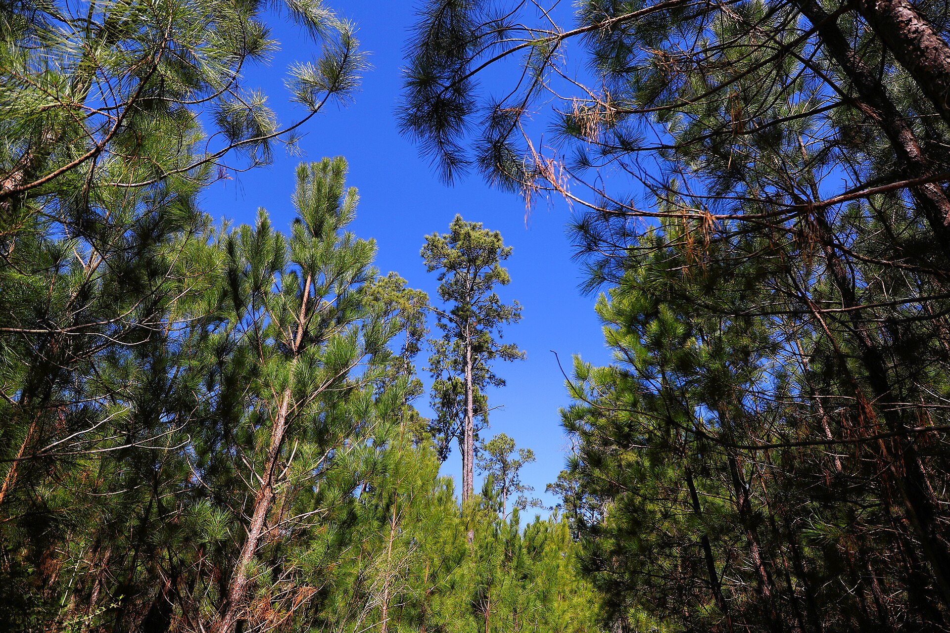Towering loblolly pines (Pinus taeda) along the Pine Gulch Trail in Buescher State Park, Texas, United States.